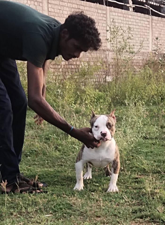 DogsIndia.com - American Bully - Raghu