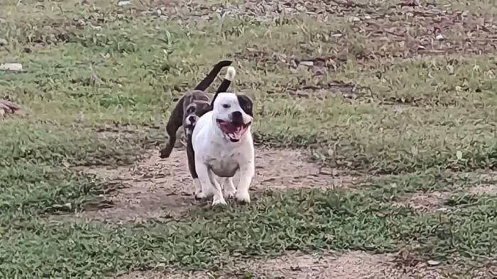 DogsIndia.com - American Bully - Raghu