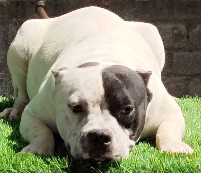 DogsIndia.com - American Bully - Raghu