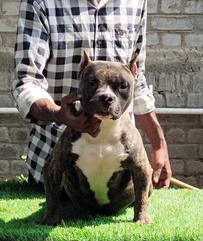 DogsIndia.com - American Bully - Raghu