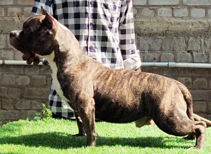 DogsIndia.com - American Bully - Raghu