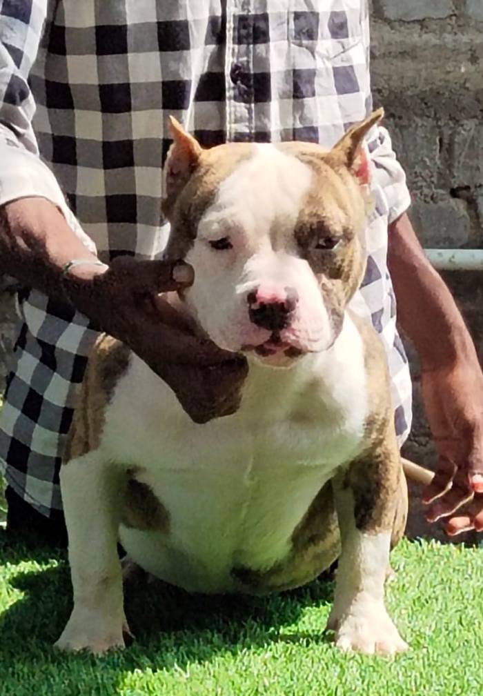 DogsIndia.com - American Bully - Raghu