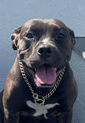 DogsIndia.com American Bully Rohit