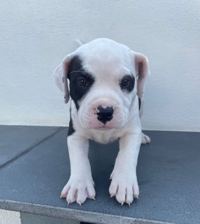 DogsIndia.com American Bully Rohit