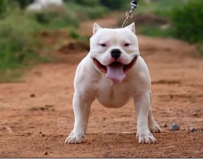DogsIndia.com American Bully Rohit