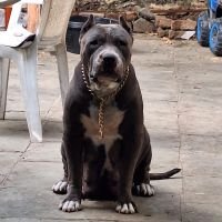 DogsIndia.com American Bully Sinu