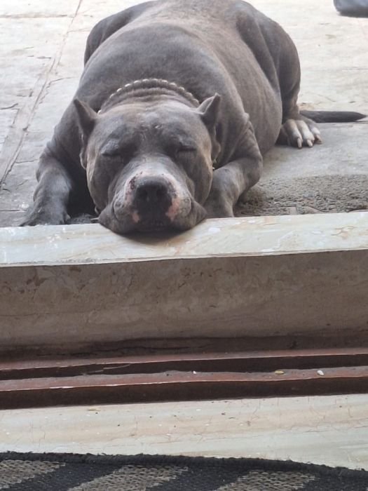 DogsIndia.com American Bully Sinu