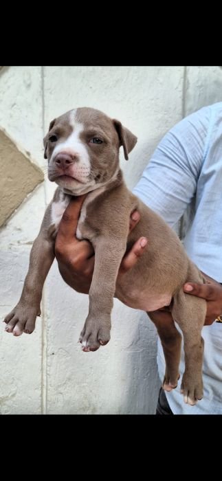 DogsIndia.com American Bully Sinu