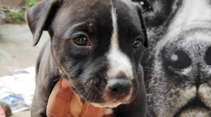 DogsIndia.com - American Pit Bull Terrier - Prince Mohan