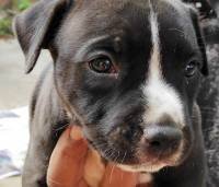 DogsIndia.com - American Pit Bull Terrier - Prince Mohan