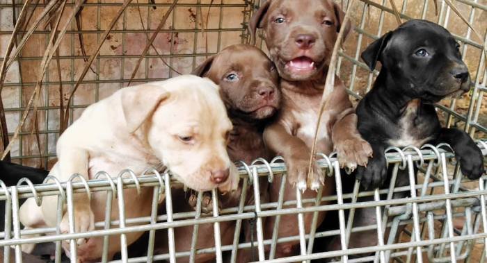 DogsIndia.com - American Pit Bull Terrier - Prince Mohan
