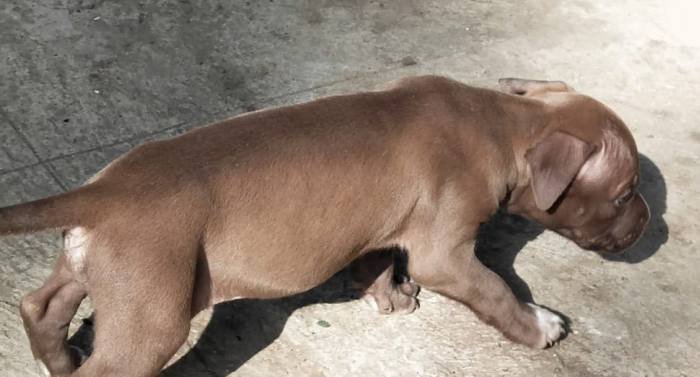DogsIndia.com - American Pit Bull Terrier - Prince Mohan