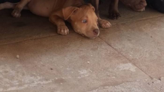DogsIndia.com - American Pit Bull Terrier - Prince Mohan