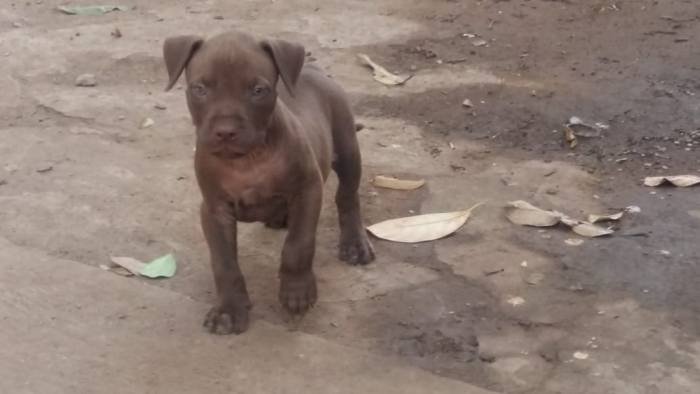 DogsIndia.com - American Pit Bull Terrier - Prince Mohan
