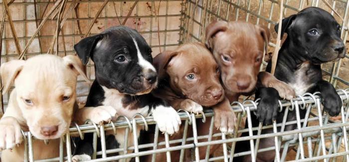 DogsIndia.com - American Pit Bull Terrier - Prince Mohan