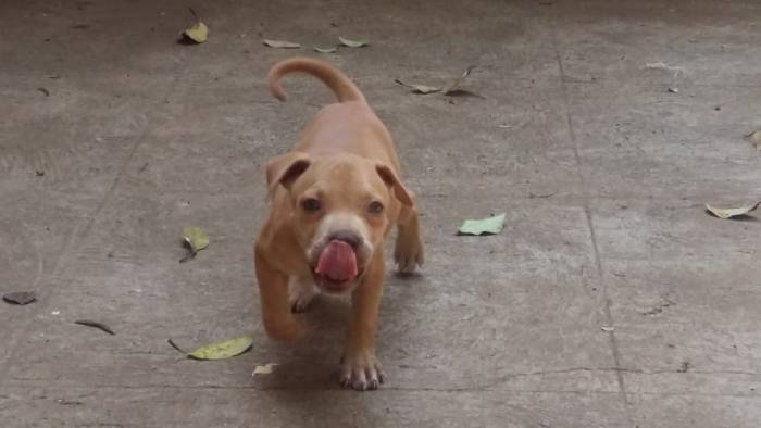 DogsIndia.com - American Pit Bull Terrier - Prince Mohan