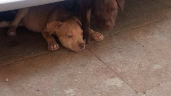 DogsIndia.com - American Pit Bull Terrier - Prince Mohan