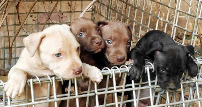 DogsIndia.com - American Pit Bull Terrier - Prince Mohan