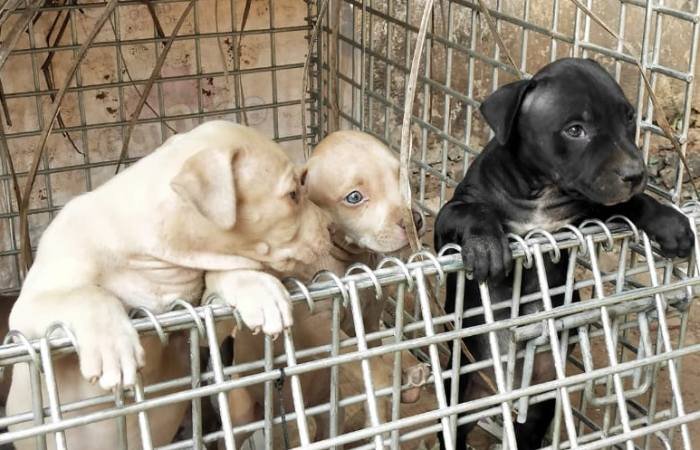 DogsIndia.com - American Pit Bull Terrier - Prince Mohan