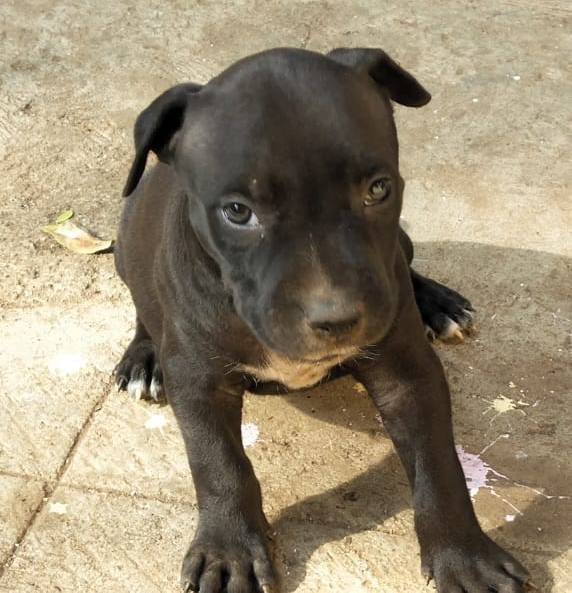 DogsIndia.com - American Pit Bull Terrier - Prince Mohan