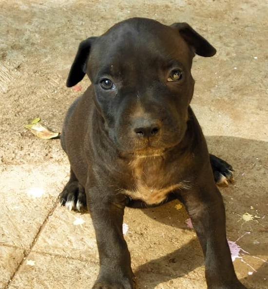 DogsIndia.com - American Pit Bull Terrier - Prince Mohan