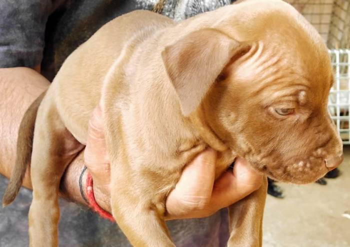 DogsIndia.com - American Pit Bull Terrier - Prince Mohan