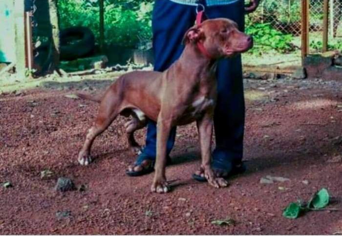 DogsIndia.com - American Pit Bull Terrier - Prince Mohan