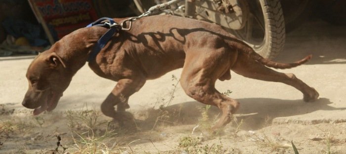 DogsIndia.com - American Pit Bull Terrier - Prince Mohan