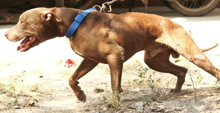 DogsIndia.com - American Pit Bull Terrier - Prince Mohan