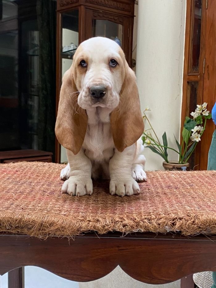 DogsIndia.com  Basset Hound  Priya Mulani Bhandari