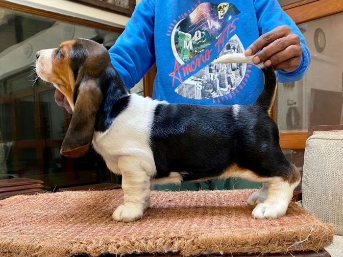 DogsIndia.com  Basset Hound  Priya Mulani Bhandari