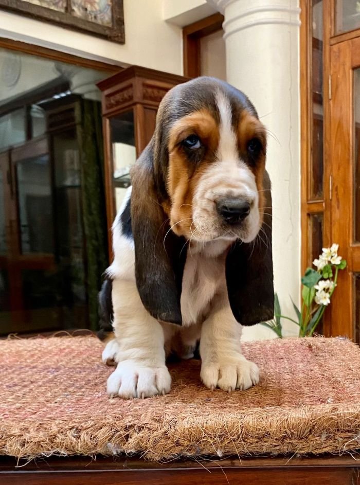 DogsIndia.com  Basset Hound  Priya Mulani Bhandari