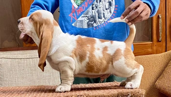 DogsIndia.com  Basset Hound  Priya Mulani Bhandari