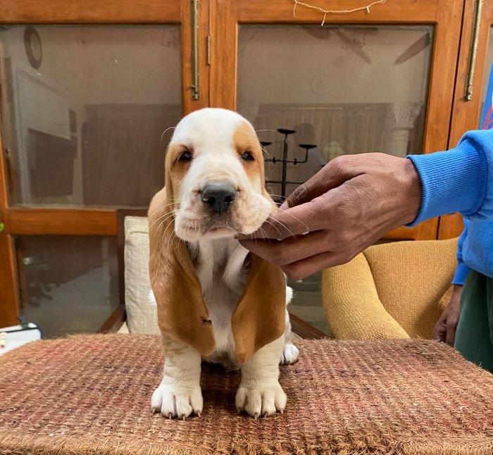 DogsIndia.com  Basset Hound  Priya Mulani Bhandari