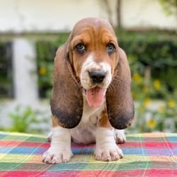 DogsIndia.com Basset Hound Priya Mulani Bhandari