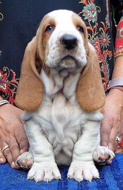 DogsIndia.com - Basset Hound - WinterHills Kennel