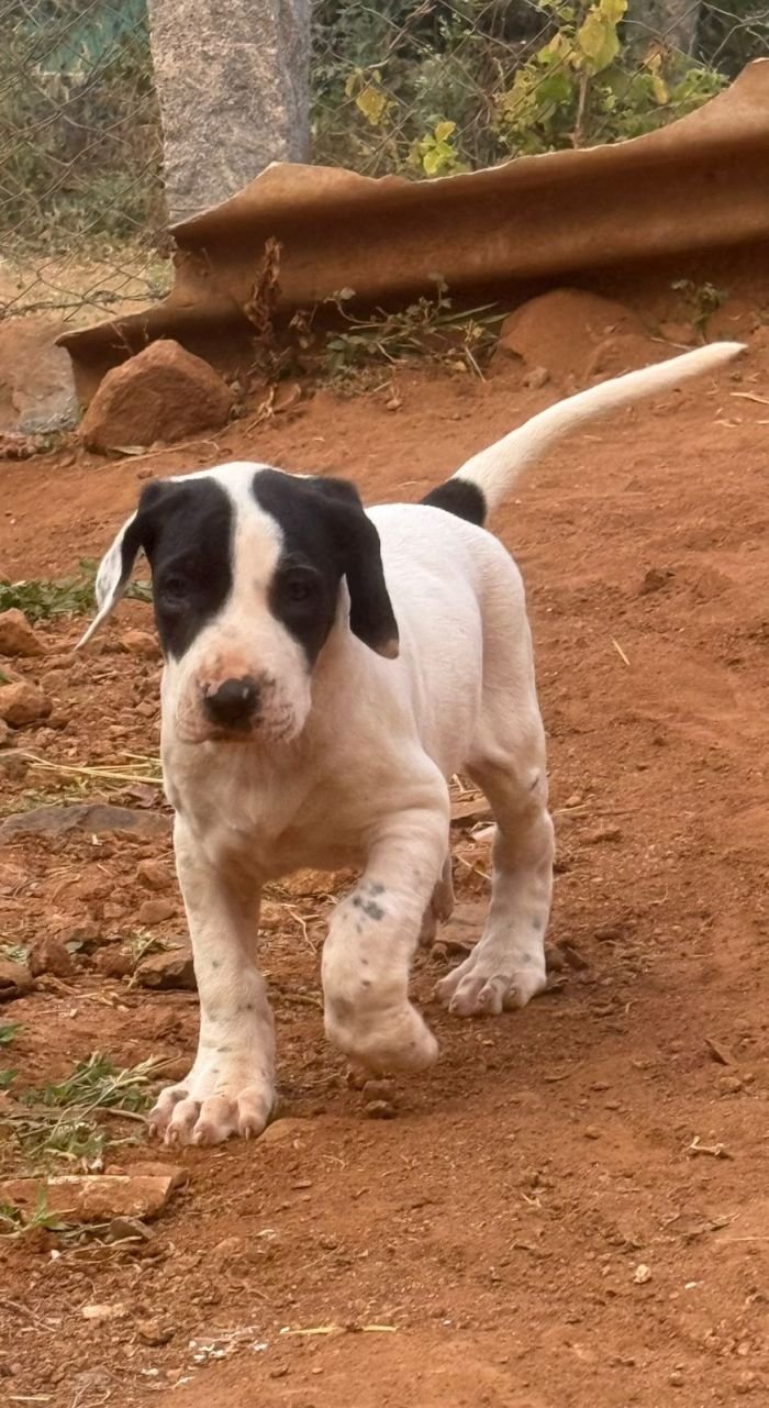 DogsIndia.com - Bulli Kutha - Thomas