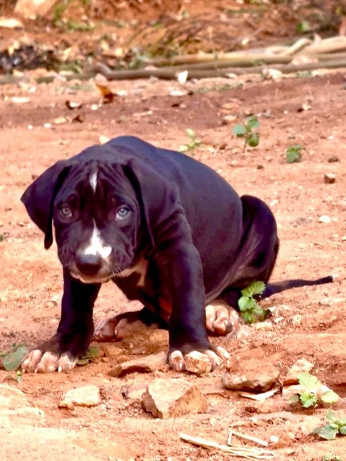 DogsIndia.com - Bulli Kutha - Thomas