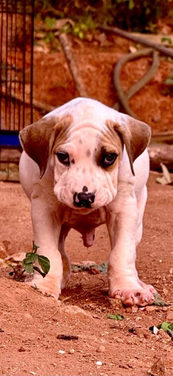 DogsIndia.com - Bulli Kutha - Thomas