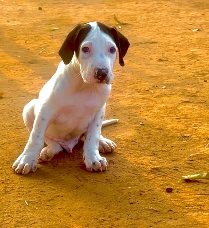 DogsIndia.com - Bulli Kutha - Thomas
