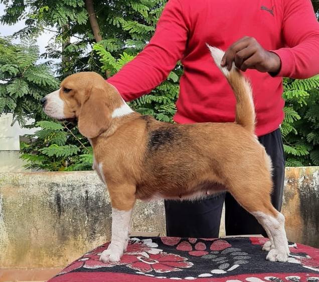 DogsIndia.com - Beagle - Adrish Beagles - Tennison