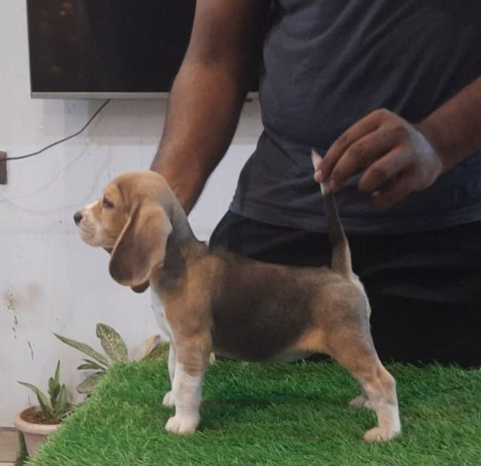 DogsIndia.com - Beagle - Adrish Beagles - Tennison