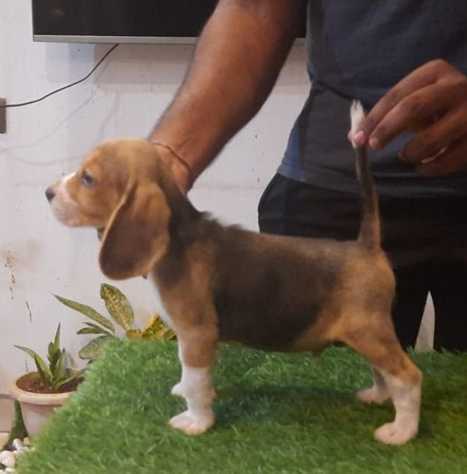 DogsIndia.com - Beagle - Adrish Beagles - Tennison