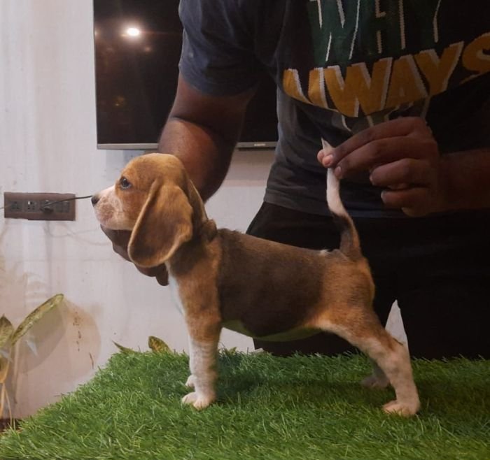 DogsIndia.com - Beagle - Adrish Beagles - Tennison