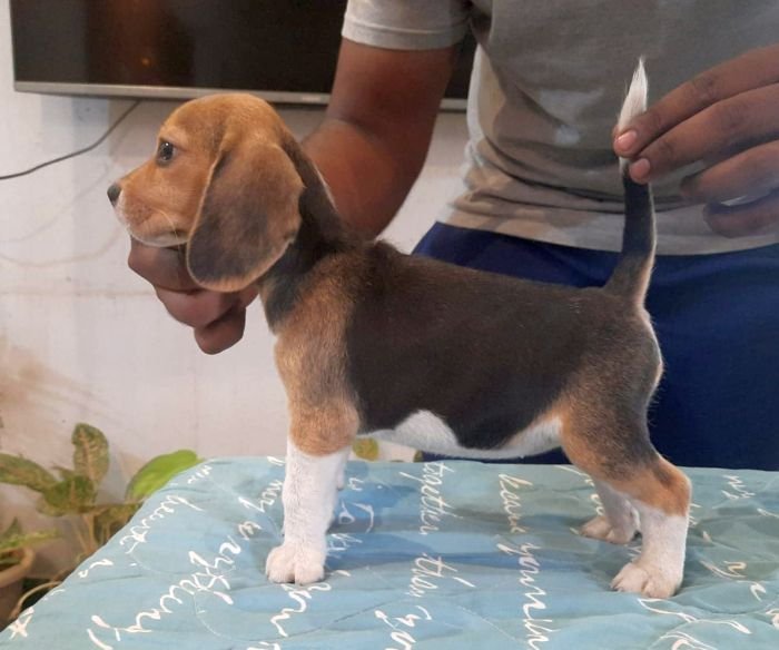 DogsIndia.com - Beagle - Adrish Beagles - Tennison