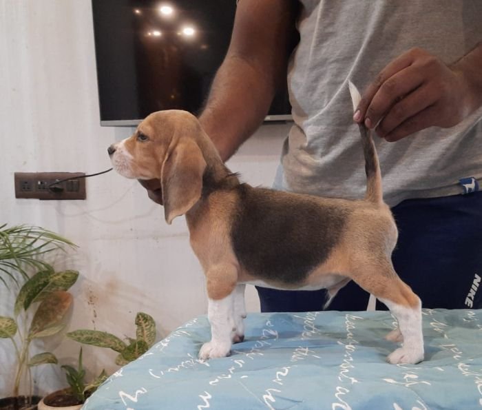 DogsIndia.com - Beagle - Adrish Beagles - Tennison