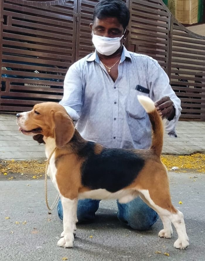 DogsIndia.com - Beagle - Adrish Beagles - Tennison