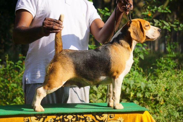 DogsIndia.com - Beagle - Marathon Riders - Amith Walton