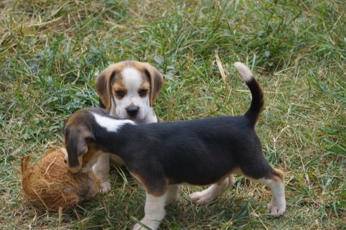 DogsIndia.com - Beagle - Marathon Riders - Amith Walton