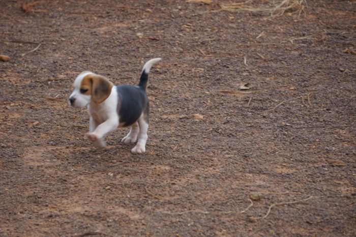 DogsIndia.com - Beagle - Marathon Riders - Amith Walton